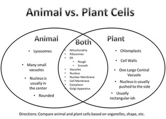 animal and plant cells - Cells