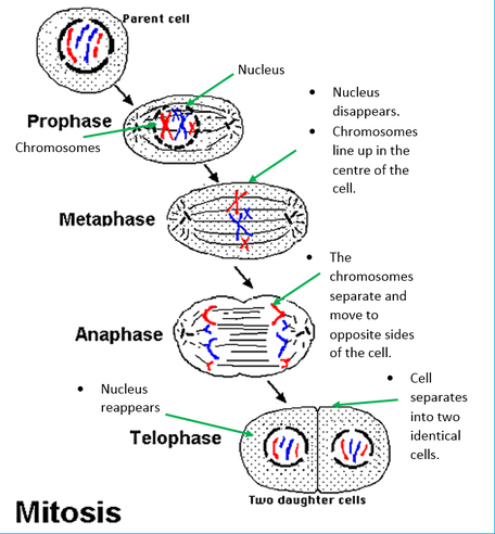 how long does mitosis take in plant cells